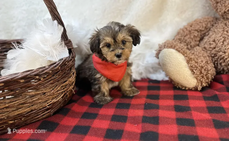 Rhett – Shorkie puppy for sale in Birch Tree, MO