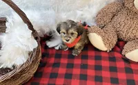 Rhett, a male Shorkie for sale in Birch Tree, MO – Photo 3 of 5