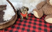Rhett, a male Shorkie for sale in Birch Tree, MO – Photo 5 of 5