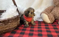 Rhett, a male Shorkie for sale in Birch Tree, MO – Photo 2 of 5