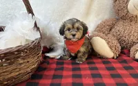 Rhett, a male Shorkie for sale in Birch Tree, MO – Photo 4 of 5