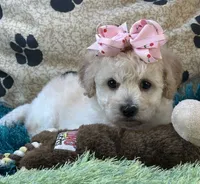 Zoomer, a female Bichpoo for sale in Birch Tree, MO – 7 of 10