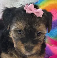 Sadie Mae, a female Yorkipoo for sale in Birch Tree, MO – 2 of 10
