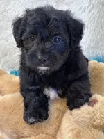Tango, a male Yorkipoo for sale in Birch Tree, MO – 2 of 10