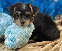 Banjo, a male Morkie for sale in Birch Tree, MO – 2 of 9