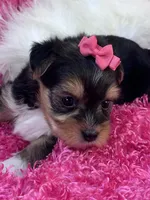 Ivy, a female Morkie for sale in Birch Tree, MO – 3 of 9