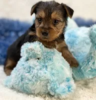 Gator, a male Morkie for sale in Birch Tree, MO – 3 of 9