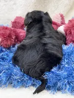Barney, a male Morkie for sale in Birch Tree, MO – 3 of 9
