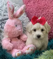 Honey Dew, a female Maltipoo for sale in Birch Tree, MO – 4 of 10