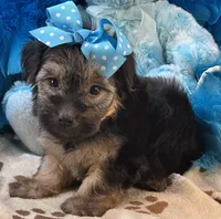 Gentle Ben, a male Yorkipoo for sale in Birch Tree, MO – 7 of 10