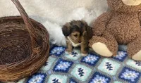 Rocky , a male Shorkie for sale in Birch Tree, MO – Photo 2 of 5