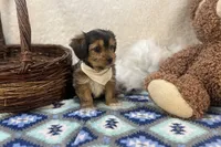 Rocky , a male Shorkie for sale in Birch Tree, MO – Photo 4 of 5