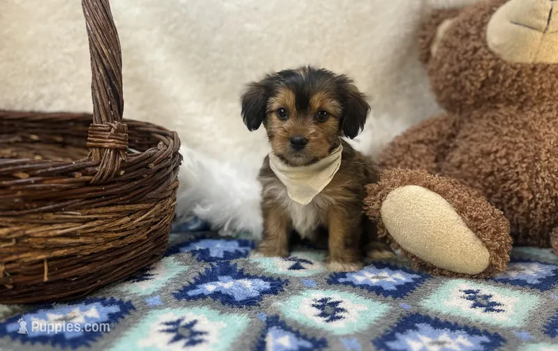 Rocky  – Shorkie puppy for sale in Birch Tree, MO