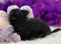 Tinker, a female Morkie for sale in Birch Tree, MO – 8 of 10