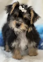 Sawyer, a male Morkie for sale in Birch Tree, MO – 4 of 10