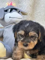 Oliver, a male Shorkie for sale in Birch Tree, MO – 10 of 10