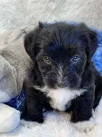 Twiggy, a male Yorkipoo for sale in Birch Tree, MO – 4 of 9