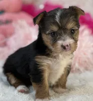 Claire, a female Morkie for sale in Birch Tree, MO – 8 of 10