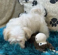 Barley, a male Maltipoo for sale in Birch Tree, MO – 4 of 10