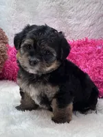 Anna Leigh, a female Morkie for sale in Birch Tree, MO – 2 of 7