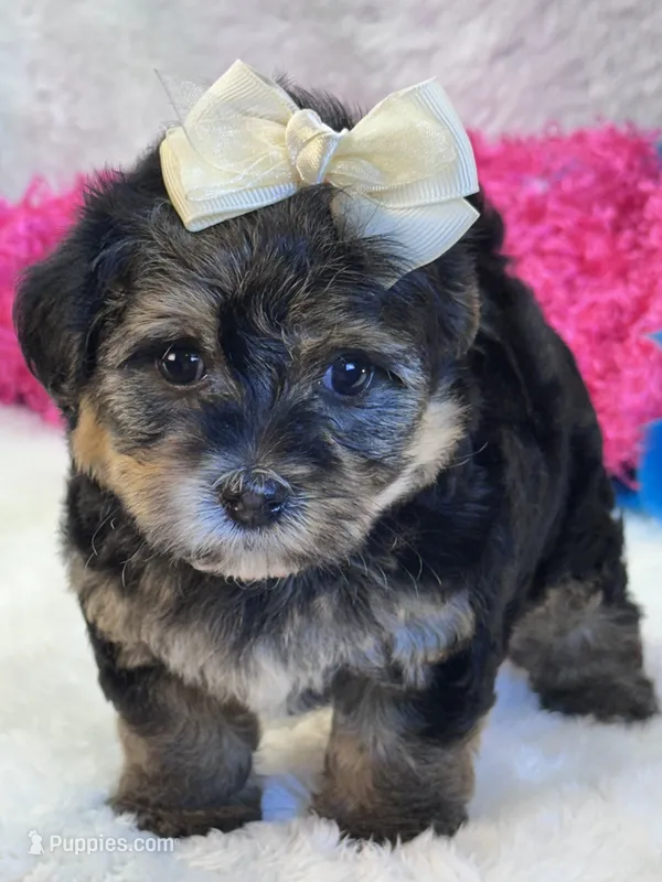 Anna Leigh – Morkie puppy for sale in Birch Tree, MO