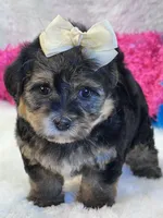 Anna Leigh, a female Morkie for sale in Birch Tree, MO – 1 of 7