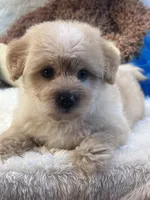 Lincoln, a male Morkie for sale in Birch Tree, MO – 5 of 10