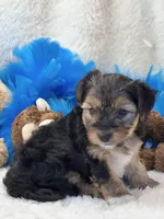 Tonka, a male Yorkipoo for sale in Birch Tree, MO – 5 of 10