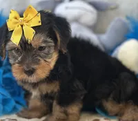 Oliver, a male Shorkie for sale in Birch Tree, MO – 8 of 10