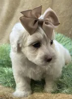 Buttercup, a male Maltipoo for sale in Birch Tree, MO – 8 of 10