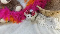 Marshmallow , a female Morkie for sale in Birch Tree, MO – 4 of 5