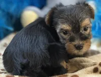 Sweet Winston, a male Yorkipoo for sale in Birch Tree, MO – 8 of 10
