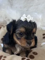 Rookie, a male Morkie for sale in Birch Tree, MO – 4 of 10