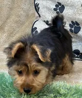 Silas, a male Morkie for sale in Birch Tree, MO – 4 of 10
