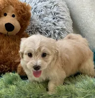 Freddy, a male Maltipoo for sale in Birch Tree, MO – 7 of 10
