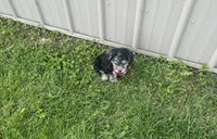 Biscuit , a male Morkie for sale in Birch Tree, MO – 3 of 5