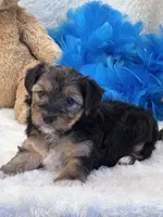 Tonka, a male Yorkipoo for sale in Birch Tree, MO – 2 of 10