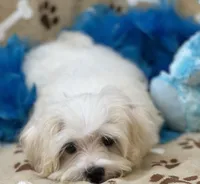 Chip, a male Maltese for sale in Birch Tree, MO – 7 of 10