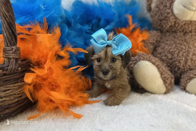 Meadow  – Shorkie puppy on hold in Birch Tree, MO