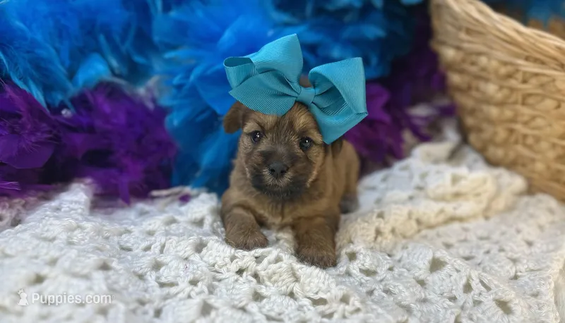 Meadow  – Shorkie puppy for sale in Birch Tree, MO