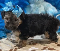 Gentle Ben, a male Yorkipoo for sale in Birch Tree, MO – 10 of 10
