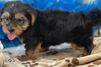Oliver, a male Shorkie for sale in Birch Tree, MO – 5 of 10