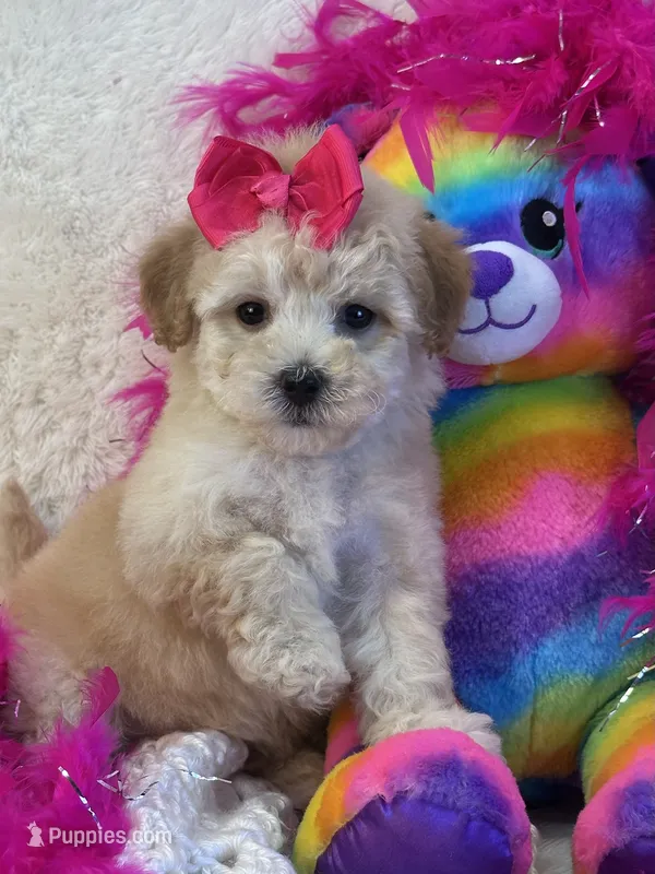 Twinkles – Maltipoo puppy on hold in Birch Tree, MO