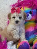 Twinkles, a female Maltipoo for sale in Birch Tree, MO – 1 of 10