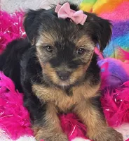 Sadie Mae, a female Yorkipoo for sale in Birch Tree, MO – 5 of 10
