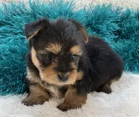 Bojangles, a male Morkie for sale in Birch Tree, MO – 8 of 10