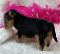 Claire, a female Morkie for sale in Birch Tree, MO – 2 of 10