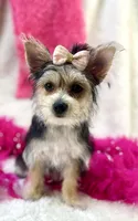 Ivy, a female Morkie for sale in Birch Tree, MO – 2 of 10