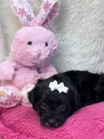 Tootsie, a female Yorkipoo for sale in Birch Tree, MO – 2 of 10