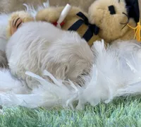 Franklin, a male Maltipoo for sale in Birch Tree, MO – 9 of 10